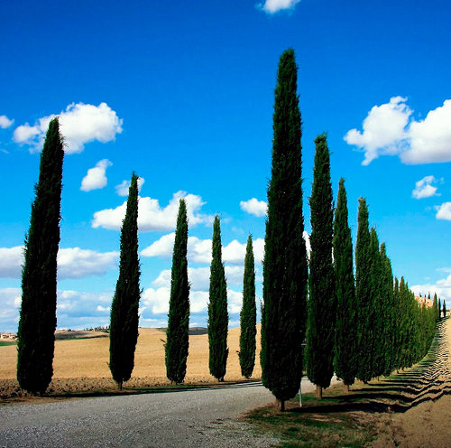 Immagine Turismo in Toscana, il 2022 ha segnato la definitiva ripresa dopo la pandemia